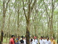 Harga Karet Dunia Turun Terus, Jokowi Turun Tangan