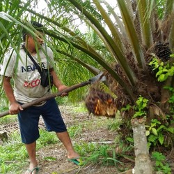 Peneliti Finlandia Bongkar, Petani Tak Sadar Uni Eropa Jegal Sawit RI