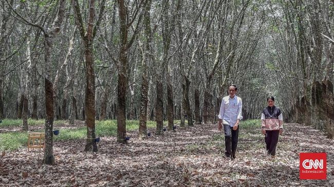 Jokowi Beri Sinyal Pindah Ibu Kota ke Kalimantan