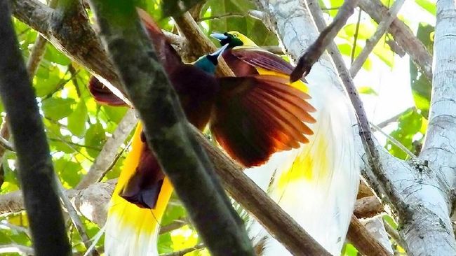 Unduh 47 Gambar Fauna Burung Cendrawasih  Gratis