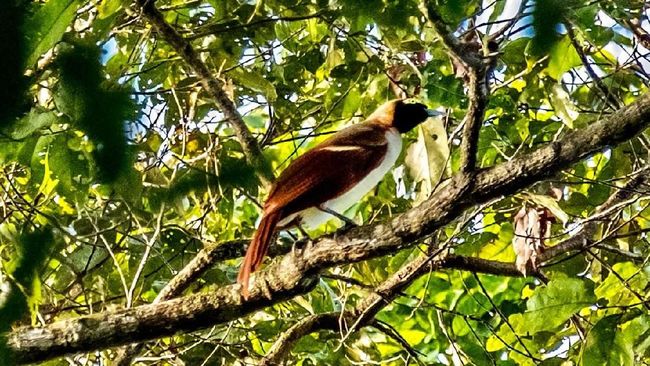 Ekowisata 'Bird Watching' di Papua Gandeng Suku Adat