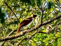 Ekowisata 'Bird Watching' di Papua Gandeng Suku Adat