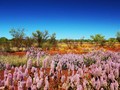 Jadwal Berwisata Alam di Australia Barat