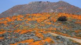 Poppy adalah sebuah tumuhan berbunga dalam subkeluarga Papaveroideae dari keluarga Papaveraceae. (REUTERS/Lucy Nicholson)