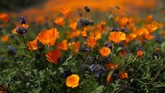 Danau Elsinore, Los Angeles, mendadak ‘digempur’ oleh segerombolan bunga berwana jingga. Bunga tersebut bernama Poppy. (REUTERS/Lucy Nicholson)