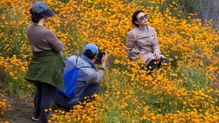 FOTO: Bunga Poppy Ceriakan California