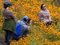 FOTO: Bunga Poppy Ceriakan California