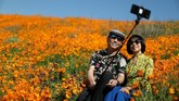Pada dasarnya Poppy adalah tumbuhan herbal yang kerap ditanam karena bunganya berwarna-warni. (REUTERS/Lucy Nicholson)