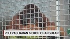 Pelepasliaran 6 Ekor Orang Utan