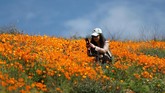 Salah satu spesies dari poppy, Papaver somniferum, menghasilkan biji-bijian pangan, dan juga merupakan sumber dari obat-obatan candu yang berisi alkaloid pengobatan yang kuat seperti morfin. (REUTERS/Lucy Nicholson)