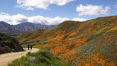Hal ini membuat banyak orang datang berkunjung ke Danau Elsinore untuk melihat ‘ledakan’ bunga Poppy. (Maro SIRANOSIAN / AFP)