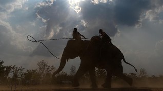 FOTO: Balap Gajah ala Vietnam