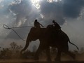 FOTO: Balap Gajah ala Vietnam