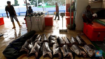 80+ Jual Ikan Air Laut Di Bandung HD Terbaru