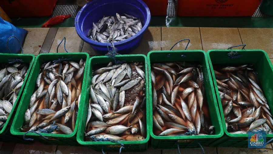 Suasana Pasar Ikan Modern Muara Baru (CNBC Indonesia/Muhammad Sabki)