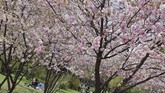 Pemandangan musim mekar Bunga Sakura di Taman Stadt di Wina, Austria. (JOE KLAMAR / AFP)