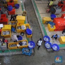 10 Ikan dengan Kandungan Merkuri Tinggi, Apa Bahayanya?