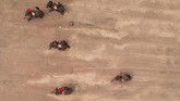 Bagi gajah yang memenangkan lomba, ada kompensasi yang didapat oleh para pemilik yakni uang sebesar US$130 (atau sekitar Rp1,8 juta).