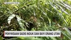 Penyiksaan Sadis Induk dan Bayi Orangutan