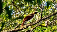 3 Binocular untuk 3 Aktivitas Berbeda, Bukan Sekadar Buat Hiking