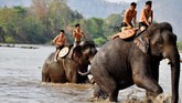 Animals Asia mencatat setidaknya da 80 gajah di Vietnam yang dikurung untuk dijadikan tunggangan di Festival Buon Don. Angka ini bukan tidak mungkin bertambah.