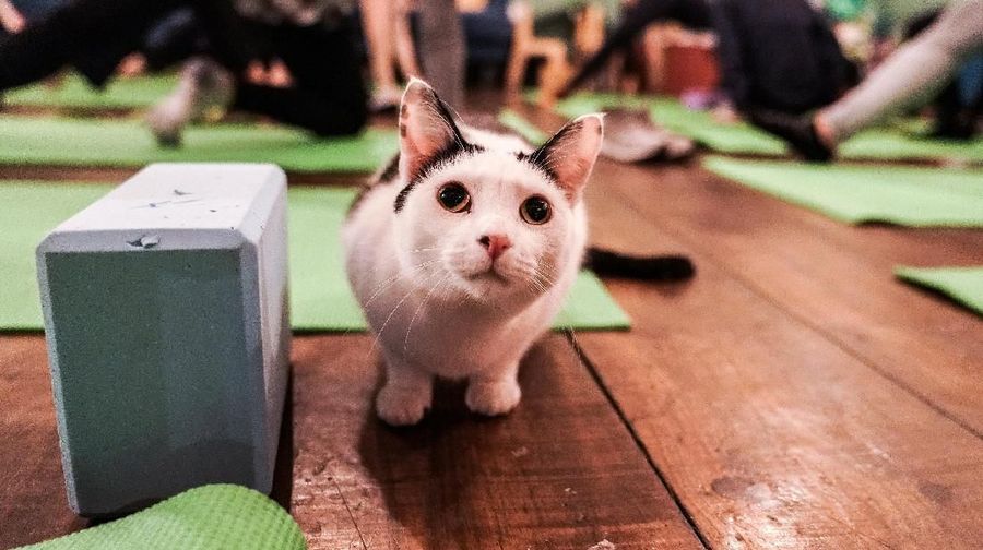 Seekor kucing duduk di lantai selama kelas yoga kucing di kafe kucing Brooklyn di Brooklyn, New York, AS (REUTERS / Jeenah Moon)