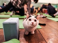 Studi COVID-19, Kucing Bisa Tularkan Virus Meski Tanpa Gejala