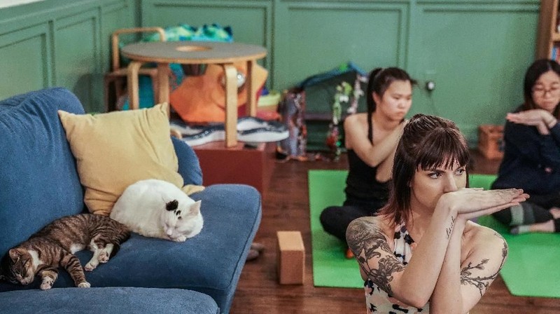 Sebuah kafe Brooklyn di Brooklyn New York, Amerika Serikat memiliki inovasi dalam olahraga yaitu yoga kucing