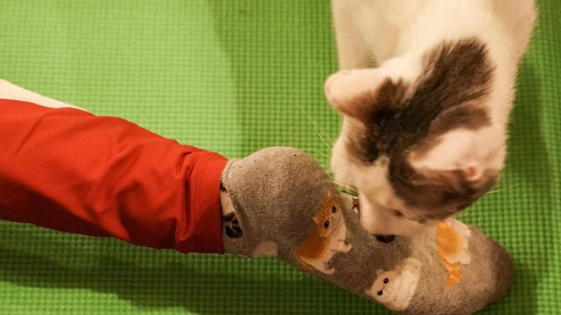 Sebuah kafe Brooklyn di Brooklyn New York, Amerika Serikat memiliki inovasi dalam olahraga yaitu yoga kucing