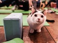 FOTO: Setelah Kambing, Kini Saatnya Yoga Bersama Kucing