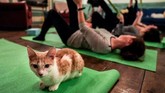 Kucing tak cuma sekadar jadi hewan yang menggemaskan dan menyenangkan untuk dipeluk. (REUTERS/Jeenah Moon)