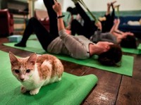 Meoww, Begini Rasanya Yoga Sambil Main dengan Kucing!