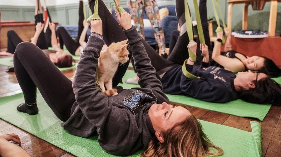 Sebuah kafe Brooklyn di Brooklyn New York, Amerika Serikat memiliki inovasi dalam olahraga yaitu yoga kucing