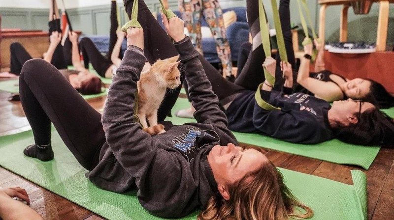Sebuah kafe Brooklyn di Brooklyn New York, Amerika Serikat memiliki inovasi dalam olahraga yaitu yoga kucing