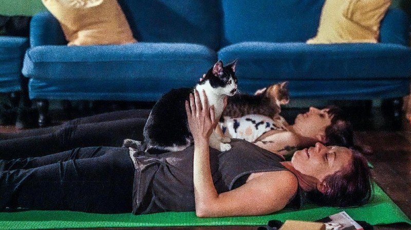 Sebuah kafe Brooklyn di Brooklyn New York, Amerika Serikat memiliki inovasi dalam olahraga yaitu yoga kucing