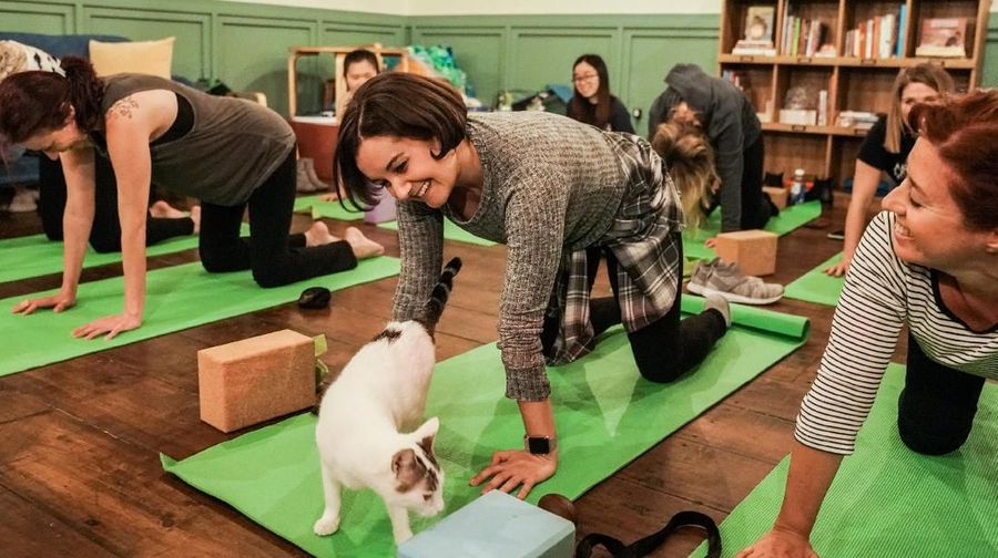 Sebuah kafe Brooklyn di Brooklyn New York, Amerika Serikat memiliki inovasi dalam olahraga yaitu yoga kucing