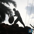 Harga CPO Bangkit, Saham Sawit Kembali Bergairah