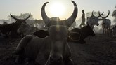 Para penduduk desa mengumpulkan hewan-hewan ternak untuk divaksinasi di desa Udier, Sudan Selatan. Vaksinasi adalah cara untuk meningkatkan kualitas hidup kawanan ternak mereka. (Photo by SIMON MAINA / AFP)