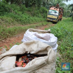 Kuat nih! Harga CPO Masih Tertahan di Level RM2.600 /ton