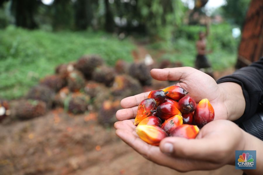 Kelapa sawit