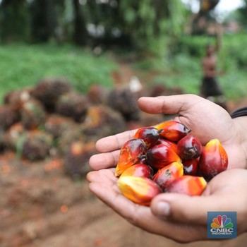 Harga CPO Amblas, Asa Pekerja Sawit Tak Pernah Pupus