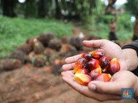Ada Ancaman El Nino, Harga CPO Kok Masih Lesu?