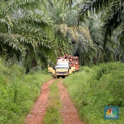 Top Banget! Baru Awal Pekan, Harga CPO Melesat 2% Lebih