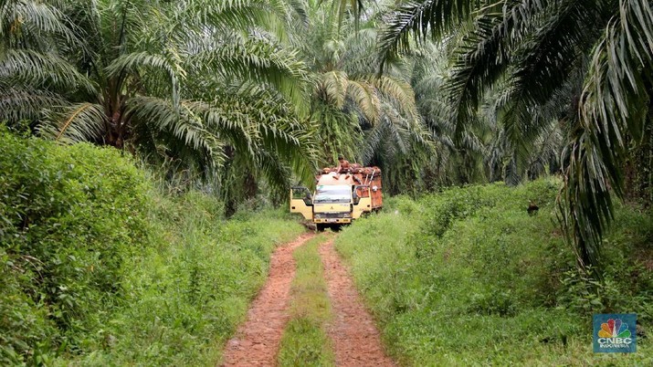 Pekerja mengangkut hasil panen kelapa Sawit di kebun Cimulang, Bogor, Jawa Barat, Jumat (15/3). Badan Pusat Statistik BPS  mengumumkan neraca Perdagangan (Ekspor-impor) Pada bulan Februari, nilai ekspor mencapai US$ 12,53 miliar, atau turun 11,33% dari tahun sebelumnya (YoY). Nilai ekspor minyak sawit sepanjang Januari-Februari 2019 hanya mencapai US$ 2,94 miliar, yang artinya turun 15,06% dibandingkan periode yang sama pada tahun 2018.  (CNBC Indonesia/Muhammad Sabki)