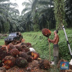 Kemarin To The Moon, Hari Ini Harga CPO Terpeleset