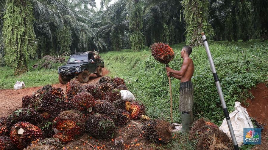 Pekerja mengangkut hasil panen kelapa Sawit di kebun Cimulang, Bogor, Jawa Barat, Jumat (15/3). Badan Pusat Statistik BPS  mengumumkan neraca Perdagangan (Ekspor-impor) Pada bulan Februari, nilai ekspor mencapai US$ 12,53 miliar, atau turun 11,33% dari tahun sebelumnya (YoY). Nilai ekspor minyak sawit sepanjang Januari-Februari 2019 hanya mencapai US$ 2,94 miliar, yang artinya turun 15,06% dibandingkan periode yang sama pada tahun 2018.  (CNBC Indonesia/Muhammad Sabki)
