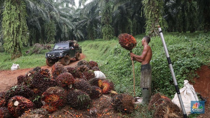 Pekerja mengangkut hasil panen kelapa Sawit di kebun Cimulang, Bogor, Jawa Barat, Jumat (15/3). Badan Pusat Statistik BPS  mengumumkan neraca Perdagangan (Ekspor-impor) Pada bulan Februari, nilai ekspor mencapai US$ 12,53 miliar, atau turun 11,33% dari tahun sebelumnya (YoY). Nilai ekspor minyak sawit sepanjang Januari-Februari 2019 hanya mencapai US$ 2,94 miliar, yang artinya turun 15,06% dibandingkan periode yang sama pada tahun 2018.  (CNBC Indonesia/Muhammad Sabki)