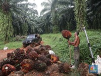 Pengusaha Sawit RI Siap Menginvasi Pasar Amerika Latin