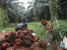 Karena Kashmir, Kisruh CPO India-Malaysia Makin Panas