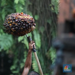 Bukan Mimpi! Produksi TBS Petani Sawit Bisa Terbang 2x Lipat Pakai Ini
